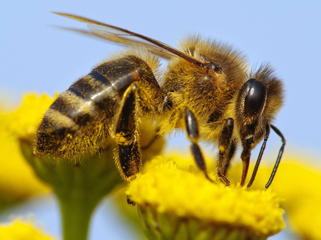 https://www.honeybeehaven.org/wp-content/uploads/2013/10/resource-bees-101.jpg